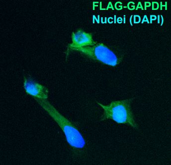 IF(ICC) staining with DYKDDDDK (10A2) Monoclonal Antibody (bsm-58004R) at 1:200 in 293T cells transfected with FLAG-GAPDH (green). The nuclear counterstain is DAPI (blue).