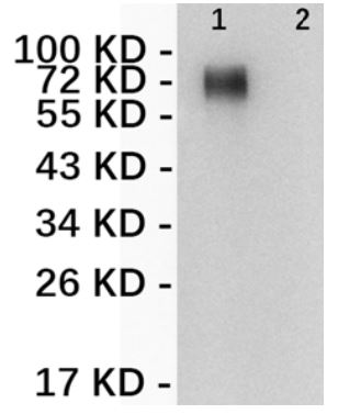 Lane 1: extracellular domain of Her2 (50ng); Lane 2: unrelated protein lysate; probed with ERBB2 (CG8) Monoclonal Antibody, unconjugated (bsm-58005R) at 1:1000 overnight at 4°C followed by a conjugated secondary antibody for 60 minutes at 37°C.