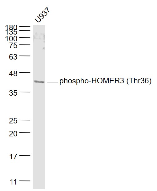 U937 cell lysates probed with HOMER3 Polyclonal Antibody, Unconjugated (bs-5392R) at 1:1000 dilution and 4˚C overnight incubation. Followed by conjugated secondary antibody incubation at 1:20000 for 60 min at 37˚C.