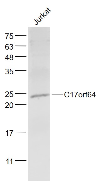 Jurkat cell lysates probed with C17orf64 Polyclonal Antibody, Unconjugated (bs-9643R) at 1:1000 dilution and 4˚C overnight incubation. Followed by conjugated secondary antibody incubation at 1:20000 for 60 min at 37˚C.