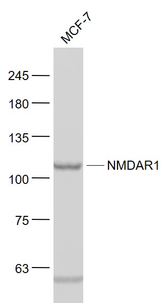 MCF-7 cell lysates probed with GRIN1 Polyclonal Antibody, Unconjugated (bs-1068R) at 1:1000 dilution and 4˚C overnight incubation. Followed by conjugated secondary antibody incubation at 1:20000 for 60 min at 37˚C.