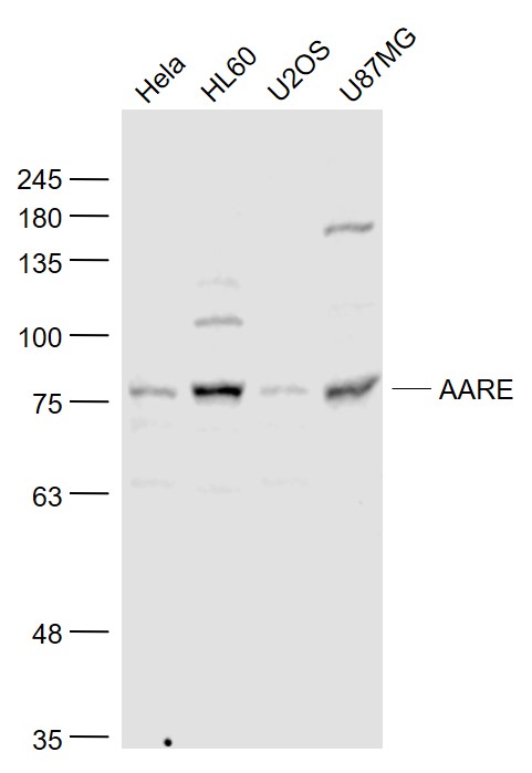 Lane 1: Hela cell lysates;Lane 2: Hl60 cell lysates;Lane 3: U2OS cell lysates; Lane 4: U87mg cell lysates probed with AARE Polyclonal Antibody, Unconjugated (bs-5983R) at 1:1000 dilution and 4˚C overnight incubation. Followed by conjugated secondary antibody incubation at 1:20000 for 60 min at 37˚C.