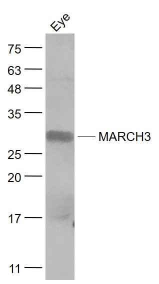 Eye lysates probed with MARCH3 Polyclonal Antibody, Unconjugated (bs-9337R) at 1:1000 dilution and 4˚C overnight incubation. Followed by conjugated secondary antibody incubation at 1:20000 for 60 min at 37˚C.