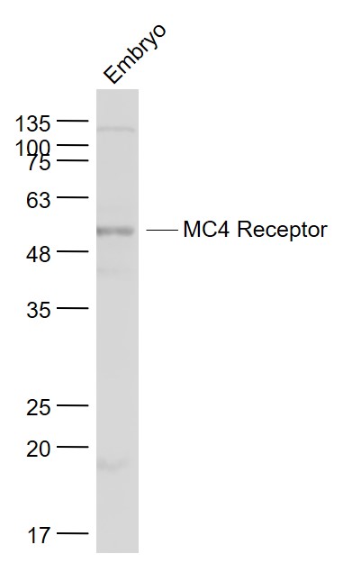 Embryo lysates probed with MC4 Receptor Polyclonal Antibody, Unconjugated (bs-11417R) at 1:1000 dilution and 4˚C overnight incubation. Followed by conjugated secondary antibody incubation at 1:20000 for 60 min at 37˚C.