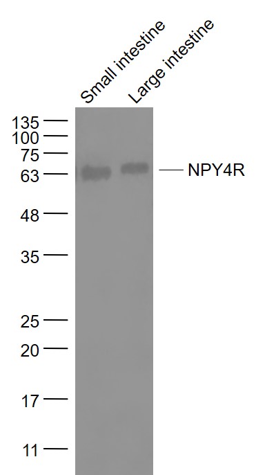 Lane 1: Mouse small intestine lysates; Lane 2: Mouse large intestine lysates probed with NPY4R Polyclonal Antibody, Unconjugated (bs-11522R) at 1:1000 dilution and 4˚C overnight incubation. Followed by conjugated secondary antibody incubation at 1:20000 for 60 min at 37˚C.