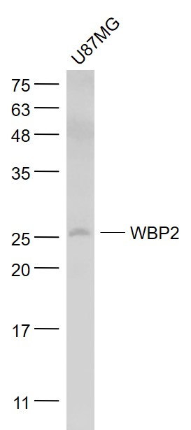 U87mg cell lysates probed with WBP2 Polyclonal Antibody, Unconjugated (bs-11625R) at 1:1000 dilution and 4˚C overnight incubation. Followed by conjugated secondary antibody incubation at 1:20000 for 60 min at 37˚C.