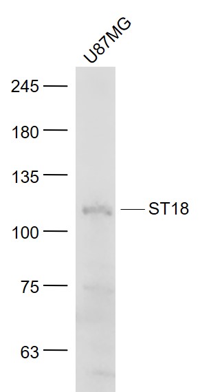 U87mg cell lysates probed with ST18/Znf387Polyclonal Antibody, Unconjugated (bs-12188R) at 1:1000 dilution and 4˚C overnight incubation. Followed by conjugated secondary antibody incubation at 1:20000 for 60 min at 37˚C.