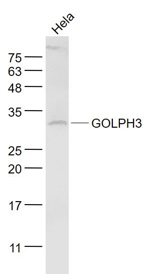 Hela cell lysates probed with GOLPH3 Polyclonal Antibody, Unconjugated (bs-13488R) at 1:1000 dilution and 4˚C overnight incubation. Followed by conjugated secondary antibody incubation at 1:20000 for 60 min at 37˚C.