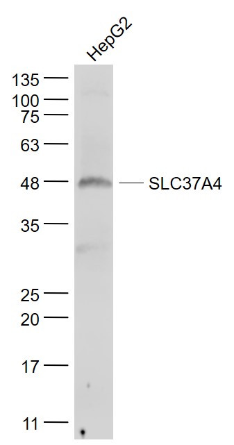 HepG2 cell lysates probed with SLC37A4 Polyclonal Antibody, Unconjugated (bs-4039R) at 1:1000 dilution and 4˚C overnight incubation. Followed by conjugated secondary antibody incubation at 1:20000 for 60 min at 37˚C.