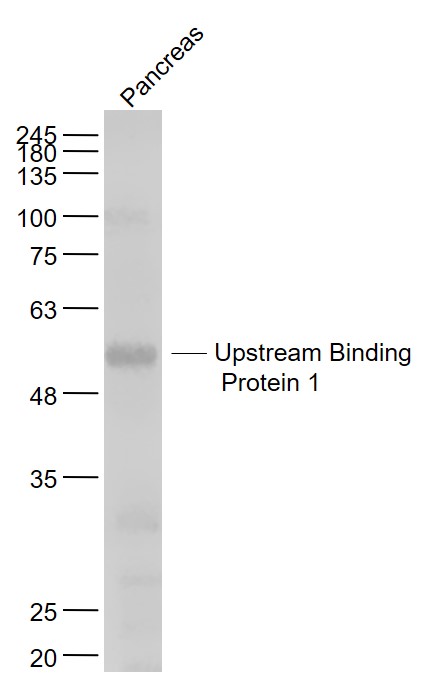 Mouse pancreas lysates probed with Upstream Binding Protein 1 Antibody, Unconjugated (bs-6730R) at 1:1000 dilution and 4˚C overnight incubation. Followed by conjugated secondary antibody incubation at 1:20000 for 60 min at 37˚C.