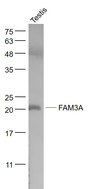 Mouse testis lysates probed with FAM3A Polyclonal Antibody, Unconjugated (bs-0773R) at 1:1000 dilution and 4˚C overnight incubation. Followed by conjugated secondary antibody incubation at 1:20000 for 60 min at 37˚C.