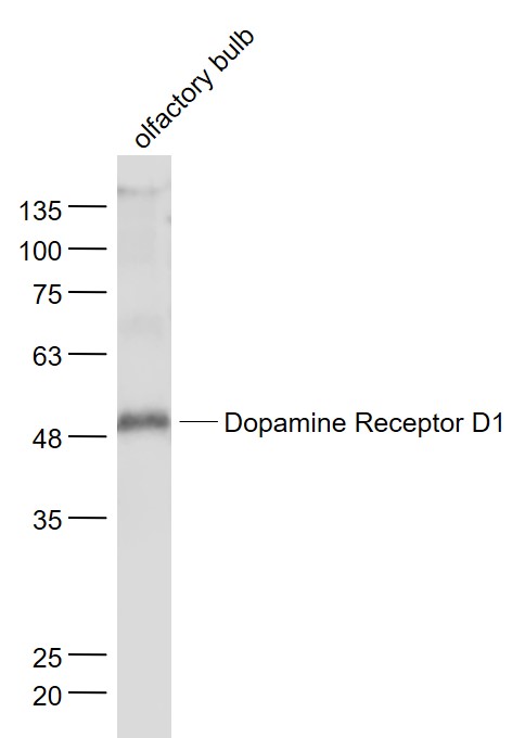 Mouse olfactory bulb lysates probed with DRD1 Polyclonal Antibody, Unconjugated (bs-1007R) at 1:1000 dilution and 4˚C overnight incubation. Followed by conjugated secondary antibody incubation at 1:20000 for 60 min at 37˚C.