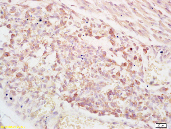 Formalin-fixed and paraffin embedded mouse embryo labeled with Rabbit Anti PAPPA Polyclonal Antibody, Unconjugated (bs-6618R) at 1:200 followed by conjugation to the secondary antibody and DAB staining