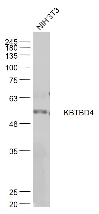 NIH/3T3 cell lysates probed with KBTBD4 Polyclonal Antibody, Unconjugated (bs-8045R) at 1:1000 dilution and 4˚C overnight incubation. Followed by conjugated secondary antibody incubation at 1:20000 for 60 min at 37˚C. NIH/3T3 cell lysates probed with KBTBD4 Polyclonal Antibody, Unconjugated (bs-8045R) at 1:1000 dilution and 4˚C overnight incubation. Followed by conjugated secondary antibody incubation at 1:20000 for 60 min at 37˚C.