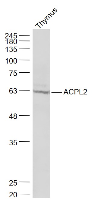 Mouse thymus lysates probed with ACPL2 Polyclonal Antibody, Unconjugated (bs-9348R) at 1:1000 dilution and 4˚C overnight incubation. Followed by conjugated secondary antibody incubation at 1:20000 for 60 min at 37˚C.