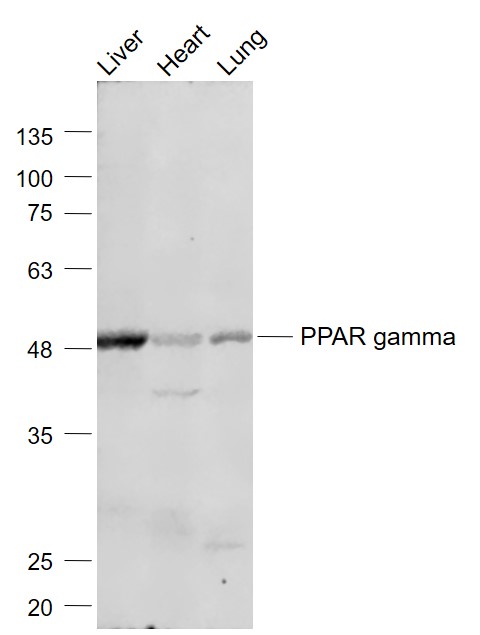 Lane 1: Mouse Liver lysates; Lane 2: Mouse Heart lysates; Lane 3: Mouse Lung lysates probed with PPAR gamma Polyclonal Antibody, Unconjugated (bs-0530R) at 1:1000 dilution and 4˚C overnight incubation. Followed by conjugated secondary antibody incubation at 1:20000 for 60 min at 37˚C.