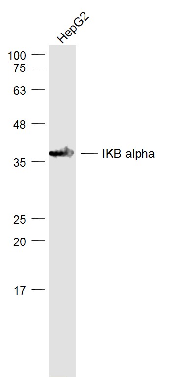 HepG2 lysates probed with NFKBIA\/IKB alpha Polyclonal Antibody, Unconjugated (bs-1287R) at 1:1000 dilution and 4˚C overnight incubation. Followed by conjugated secondary antibody incubation at 1:20000 for 60 min at 37˚C.
