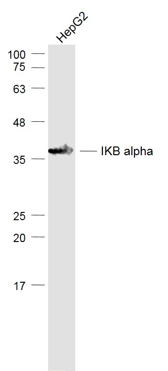 rechtop titel Miles NFKBIA/IKB alpha Polyclonal Antibody – Bioss