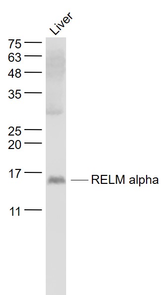 Mouse liver lysates probed with RELMa/RELM alpha Polyclonal Antibody, Unconjugated (bs-1884R) at 1:1000 dilution and 4˚C overnight incubation. Followed by conjugated secondary antibody incubation at 1:20000 for 60 min at 37˚C.