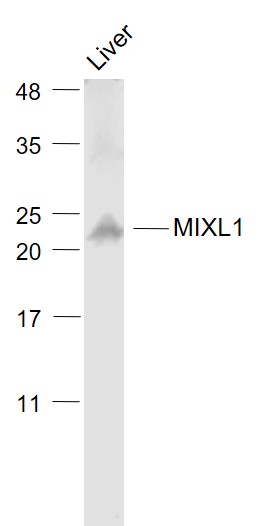 Mouse liver lysates probed with MIXL1 Polyclonal Antibody, Unconjugated (bs-12350R) at 1:1000 dilution and 4˚C overnight incubation. Followed by conjugated secondary antibody incubation at 1:20000 for 60 min at 37˚C.