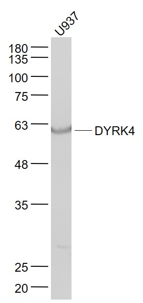 Lane 1: U937 cell lysates probed with DYRK4 Polyclonal Antibody, Unconjugated (bs-14474R) at 1:1000 dilution and 4˚C overnight incubation. Followed by conjugated secondary antibody incubation at 1:20000 for 60 min at 37˚C.