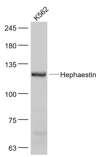 K562 cell lysates probed with Hephaestin Polyclonal Antibody, Unconjugated (bs-15458R) at 1:1000 dilution and 4˚C overnight incubation. Followed by conjugated secondary antibody incubation at 1:20000 for 60 min at 37˚C.