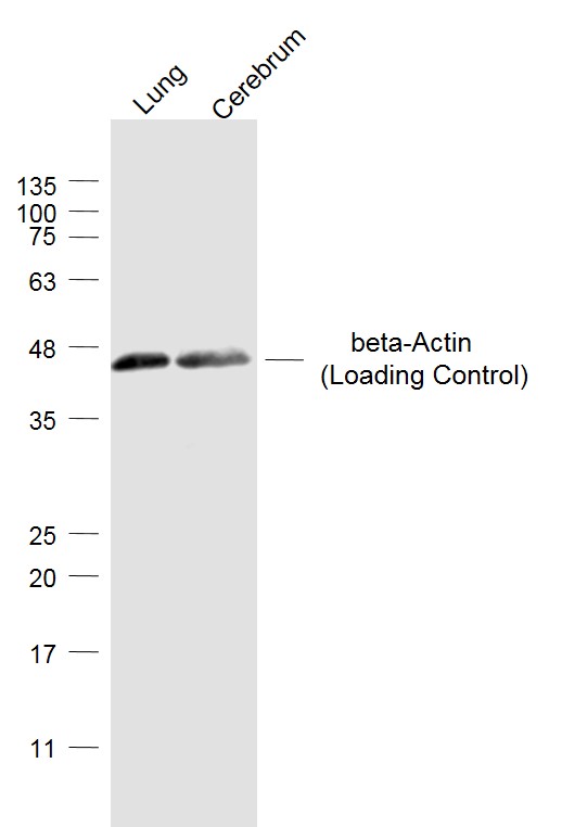Lane 1: Mouse Lung lysates; Lane 2: Mouse Cerebrum lysates probed with beta Actin Polyclonal Antibody, Unconjugated (bs-0061R) at 1:1000 dilution and 4˚C overnight incubation. Followed by conjugated secondary antibody incubation at 1:20000 for 60 min at 37˚C.