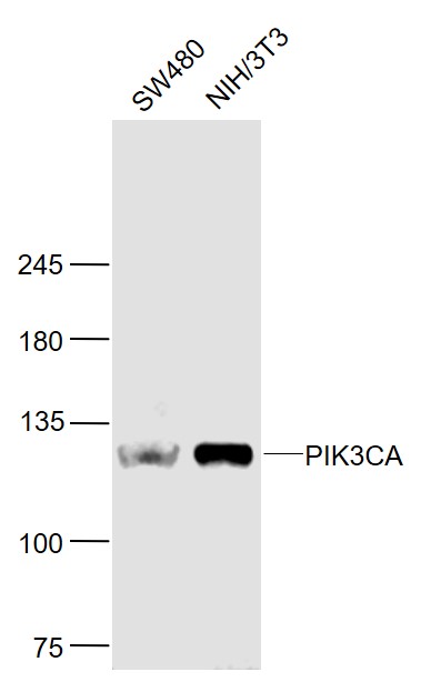 Lane 1: SW480 cell lysates; Lane 2: NIH\/3T3 cell lysates probed with SIRT4 Polyclonal Antibody, Unconjugated (bs-2067R) at 1:1000 dilution and 4˚C overnight incubation. Followed by conjugated secondary antibody incubation at 1:20000 for 60 min at 37˚C.