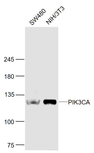 Lane 1: SW480 cell lysates; Lane 2: NIH/3T3 cell lysates probed with SIRT4 Polyclonal Antibody, Unconjugated (bs-2067R) at 1:1000 dilution and 4˚C overnight incubation. Followed by conjugated secondary antibody incubation at 1:20000 for 60 min at 37˚C.