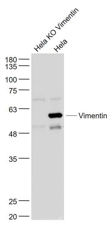 Lane 1: Hela KO Vimentin cell lysates; Lane 2: Hela cell lysates probed with Vimentin Polyclonal Antibody, Unconjugated (bs-8533R) at 1:1000 dilution and 4˚C overnight incubation. Followed by conjugated secondary antibody incubation at 1:20000 for 60 min at 37˚C.