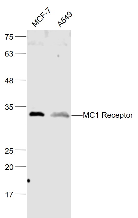 Lane 1: MCF-7 cell lysates; Lane 2: A549 cell lysates probed with MC1 Receptor Polyclonal Antibody, Unconjugated (bs-23517R) at 1:1000 dilution and 4˚C overnight incubation. Followed by conjugated secondary antibody incubation at 1:20000 for 60 min at 37˚C.