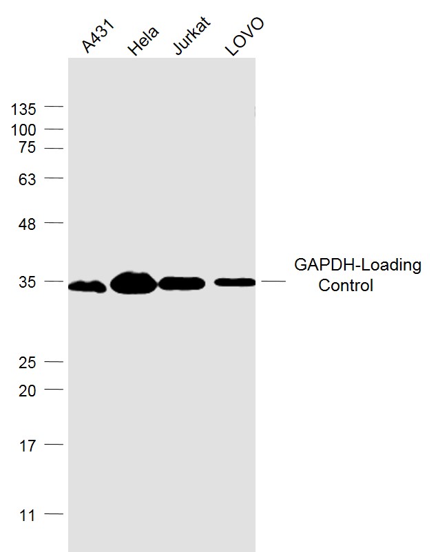 Lane 1: A431 cell lysates; Lane 2: Hela cell lysates; Lane 3: Jurkat cell lysates; Lane 4: Lovor cell lysates probed with GAPDH (4F8) Monoclonal Antibody, Unconjugated (bsm-33033M) at 1:1000 dilution and 4˚C overnight incubation. Followed by conjugated secondary antibody incubation at 1:20000 for 60 min at 37˚C.