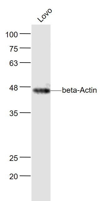 Lovo cell lysates probed with beta-Actin (1A2) Monoclonal Antibody, Unconjugated (bsm-33036M) at 1:1000 dilution and 4˚C overnight incubation. Followed by conjugated secondary antibody incubation at 1:20000 for 60 min at 37˚C.