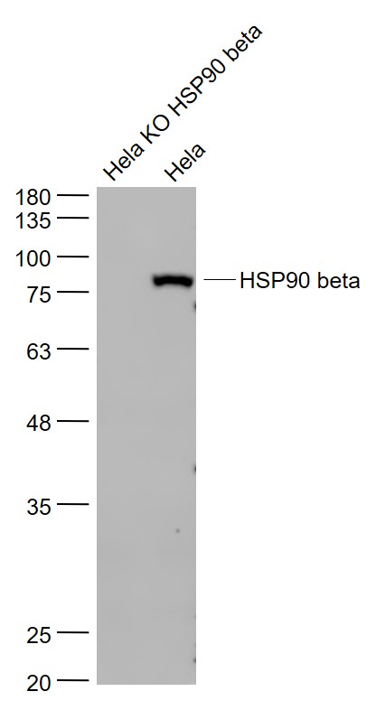 Lane 1: Hela KO HSP90 beta cell lysates; Lane 2: Hela cell lysates probed with HSP90 beta Monoclonal Antibody, Unconjugated (bsm-33136M) at 1:1000 dilution and 4˚C overnight incubation. Followed by conjugated secondary antibody incubation at 1:20000 for 60 min at 37˚C.