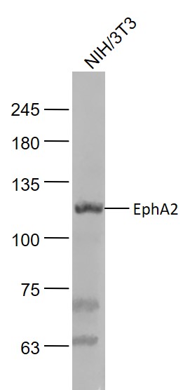 NIH\/3T3 cell lysates probed with EphA2 Polyclonal Antibody, Unconjugated (bs-0485R) at 1:1000 dilution and 4˚C overnight incubation. Followed by conjugated secondary antibody incubation at 1:20000 for 60 min at 37˚C.