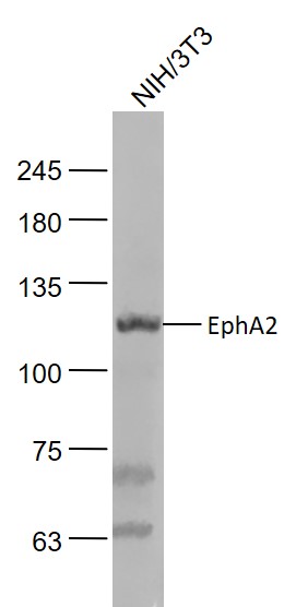 NIH/3T3 cell lysates probed with EphA2 Polyclonal Antibody, Unconjugated (bs-0485R) at 1:1000 dilution and 4˚C overnight incubation. Followed by conjugated secondary antibody incubation at 1:20000 for 60 min at 37˚C.