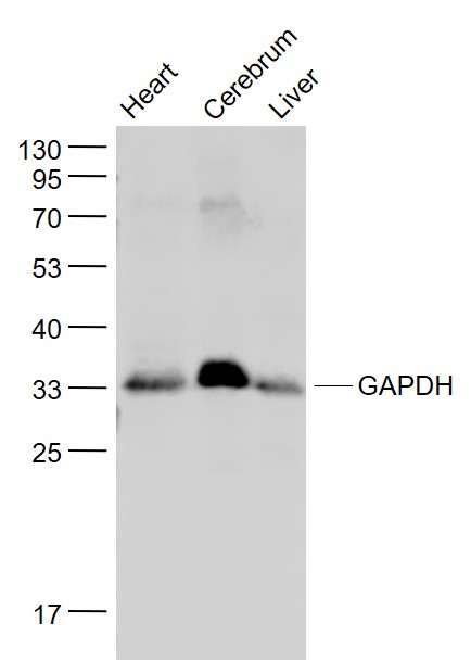 Lane 1:Rat Heart lysates; Lane 2: Rat Cerebrum lysates; Lane 3: Mouse Liver lysates probed with GAPDH Polyclonal Antibody, Unconjugated (bs-2188R) at 1:1000 dilution and 4˚C overnight incubation. Followed by conjugated secondary antibody incubation at 1:20000 for 60 min at 37˚C.