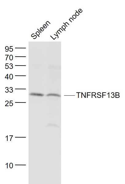 Lane 1: Mouse Spleen lysates; Lane 2: Mouse Lymph node lysates probed with TNFRSF13B Polyclonal Antibody, Unconjugated (bs-2773R) at 1:1000 dilution and 4˚C overnight incubation. Followed by conjugated secondary antibody incubation at 1:20000 for 60 min at 37˚C.