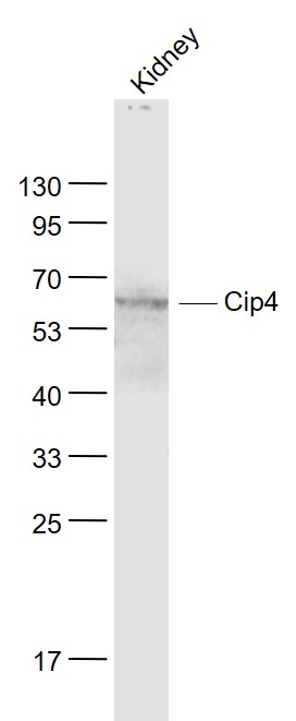 Mouse kidey lysates probed with Cip4 Polyclonal Antibody, Unconjugated (bs-4266R) at 1:1000 dilution and 4˚C overnight incubation. Followed by conjugated secondary antibody incubation at 1:20000 for 60 min at 37˚C.