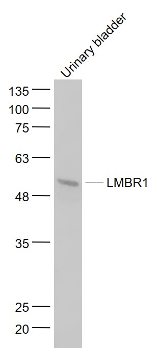 Mouse urinary bladder lysates probed with DIF14 Polyclonal Antibody, Unconjugated (bs-9563R) at 1:1000 dilution and 4˚C overnight incubation. Followed by conjugated secondary antibody incubation at 1:20000 for 60 min at 37˚C.