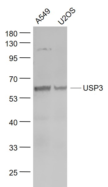 Lane 1: A549 cell lysates; Lane 2: U2os cell lysates probed with USP3 Polyclonal Antibody, Unconjugated (bs-4806R) at 1:1000 dilution and 4˚C overnight incubation. Followed by conjugated secondary antibody incubation at 1:20000 for 60 min at 37˚C.