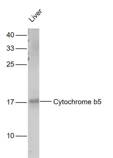 Mouse liver lysates probed with Cytochrome b5 Polyclonal Antibody, Unconjugated (bs-5115R) at 1:1000 dilution and 4˚C overnight incubation. Followed by conjugated secondary antibody incubation at 1:20000 for 60 min at 37˚C.