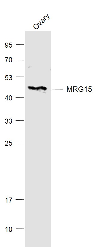 Mouse ovary lysates probed with MRG15 Polyclonal Antibody, Unconjugated (bs-5272R) at 1:1000 dilution and 4˚C overnight incubation. Followed by conjugated secondary antibody incubation at 1:20000 for 60 min at 37˚C.