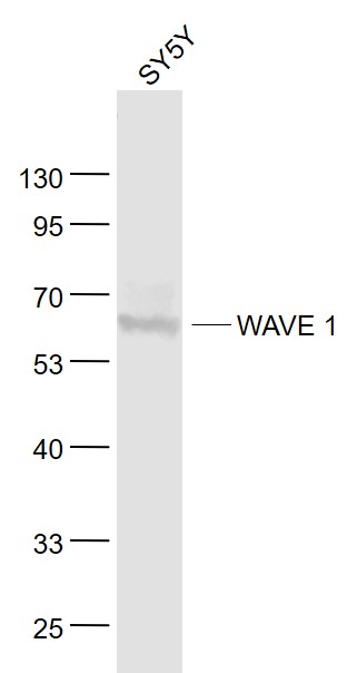 SY5Y cell lysates probed with WAVE 1 Polyclonal Antibody, Unconjugated (bs-5895R) at 1:1000 dilution and 4˚C overnight incubation. Followed by conjugated secondary antibody incubation at 1:20000 for 60 min at 37˚C.