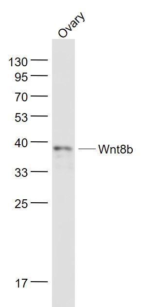 Mouse ovary lysates probed with Wnt8b Polyclonal Antibody, Unconjugated (bs-6245R) at 1:1000 dilution and 4˚C overnight incubation. Followed by conjugated secondary antibody incubation at 1:20000 for 60 min at 37˚C.