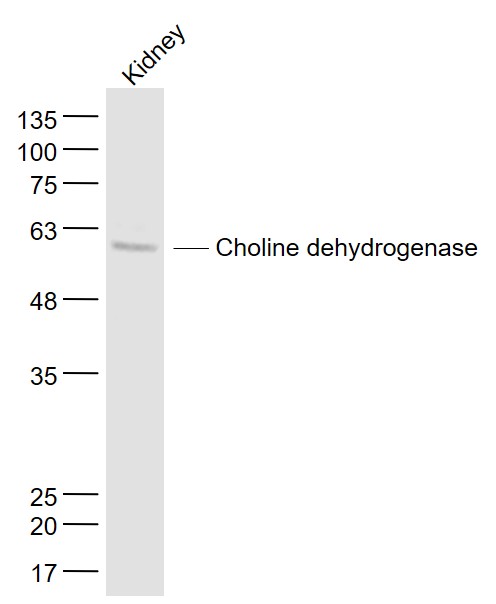 Mouse kidney lysates probed with Choline dehydrogenase Polyclonal Antibody, Unconjugated (bs-6278R) at 1:1000 dilution and 4˚C overnight incubation. Followed by conjugated secondary antibody incubation at 1:20000 for 60 min at 37˚C.