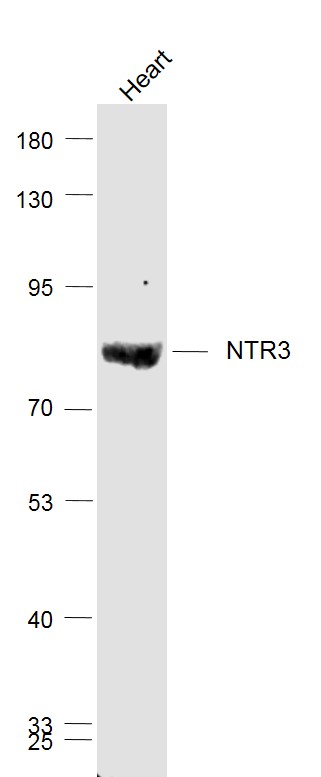 Mouse heart lysates probed with Sortilin Polyclonal Antibody, Unconjugated (bs-6329R) at 1:1000 dilution and 4˚C overnight incubation. Followed by conjugated secondary antibody incubation at 1:20000 for 60 min at 37˚C.
