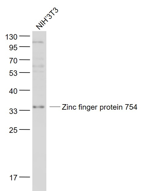 NIH/3T3 cell lysates probed with Zinc finger protein 754 Polyclonal Antibody, Unconjugated (bs-6347R) at 1:1000 dilution and 4˚C overnight incubation. Followed by conjugated secondary antibody incubation at 1:20000 for 60 min at 37˚C.