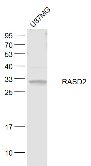 Human U87MG cell lysates probed with RASD2 Polyclonal Antibody, Unconjugated (bs-7006R) at 1:1000 dilution and 4˚C overnight incubation. Followed by conjugated secondary antibody incubation at 1:20000 for 60 min at 37˚C.