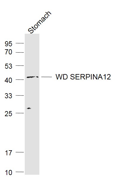 Mouse kidney lysates probed with SERPINA12 Polyclonal Antibody, Unconjugated (bs-7536R) at 1:1000 dilution and 4˚C overnight incubation. Followed by conjugated secondary antibody incubation at 1:20000 for 60 min at 37˚C.